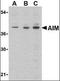 CD5 Molecule Like antibody, orb86853, Biorbyt, Western Blot image 