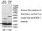 KH Domain Containing 1 antibody, MBS415843, MyBioSource, Western Blot image 