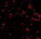 Caspase 6 antibody, A02631-1, Boster Biological Technology, Immunofluorescence image 