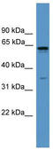 Olfactory Receptor Family 2 Subfamily C Member 1 antibody, TA342706, Origene, Western Blot image 