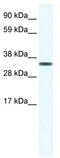 Transcription Elongation Factor A1 antibody, TA342294, Origene, Western Blot image 