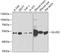 Glutamate Dehydrogenase 2 antibody, A04531, Boster Biological Technology, Western Blot image 