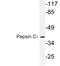 Progastricsin antibody, PA5-75450, Invitrogen Antibodies, Western Blot image 
