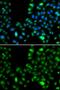 Inhibitor of growth protein 5 antibody, GTX33266, GeneTex, Immunofluorescence image 