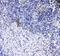 CD8 antibody, A02236-1, Boster Biological Technology, Immunohistochemistry frozen image 