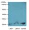 Plasmolipin antibody, A68154-100, Epigentek, Western Blot image 