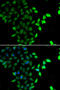 Signal Transducing Adaptor Molecule 2 antibody, MBS129932, MyBioSource, Immunofluorescence image 