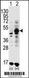 Growth Differentiation Factor 9 antibody, 61-071, ProSci, Western Blot image 