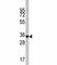 Caspase 6 antibody, F42752-0.4ML, NSJ Bioreagents, Western Blot image 