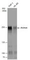 Apoptotic Chromatin Condensation Inducer 1 antibody, GTX132296, GeneTex, Western Blot image 