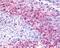 G Protein-Coupled Receptor 32 antibody, NLS1680, Novus Biologicals, Immunohistochemistry frozen image 