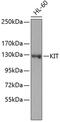 c-Kit antibody, 23-002, ProSci, Western Blot image 