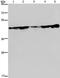 Ceramide Synthase 4 antibody, PA5-50695, Invitrogen Antibodies, Western Blot image 