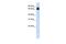 Far Upstream Element Binding Protein 1 antibody, PA5-41103, Invitrogen Antibodies, Western Blot image 