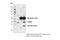 CXXC Finger Protein 5 antibody, 84546S, Cell Signaling Technology, Immunoprecipitation image 