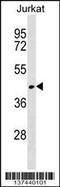 RUN Domain Containing 3A antibody, 60-209, ProSci, Western Blot image 