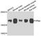 GTPase HRas antibody, STJ110210, St John