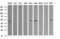 Tripartite Motif Containing 38 antibody, CF505982, Origene, Western Blot image 