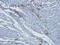 Cathepsin G antibody, orb10253, Biorbyt, Immunohistochemistry paraffin image 