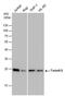 Twist Family BHLH Transcription Factor 1 antibody, PA5-78211, Invitrogen Antibodies, Western Blot image 