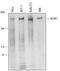 Nuclear Receptor Corepressor 1 antibody, AF6167, R&D Systems, Western Blot image 