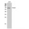 NEDD4 Binding Protein 2 Like 2 antibody, LS-C385453, Lifespan Biosciences, Western Blot image 