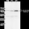 Receptor Interacting Serine/Threonine Kinase 2 antibody, ALX-804-139-C100, Enzo Life Sciences, Western Blot image 