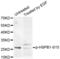 Heat Shock Protein Family B (Small) Member 1 antibody, abx000125, Abbexa, Western Blot image 