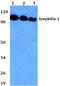 Synuclein Alpha Interacting Protein antibody, A04107, Boster Biological Technology, Western Blot image 