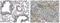 Collagen Type XVIII Alpha 1 Chain antibody, GTX53149, GeneTex, Immunohistochemistry paraffin image 