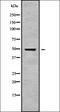 Pregnancy Specific Beta-1-Glycoprotein 3 antibody, orb336364, Biorbyt, Western Blot image 