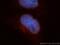 Caspase recruitment domain-containing protein 8 antibody, 14516-1-AP, Proteintech Group, Immunofluorescence image 