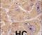 Alpha-L-Fucosidase 2 antibody, PA5-14672, Invitrogen Antibodies, Immunohistochemistry paraffin image 