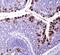 ATP Binding Cassette Subfamily G Member 8 antibody, NBP1-71706, Novus Biologicals, Immunohistochemistry paraffin image 