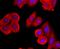 Mucin 2, Oligomeric Mucus/Gel-Forming antibody, A01212-1, Boster Biological Technology, Immunocytochemistry image 