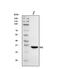 Ribosomal Protein S2 antibody, A03548-3, Boster Biological Technology, Western Blot image 
