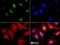 Methyl-CpG-binding protein MBD4 antibody, NBP1-91189, Novus Biologicals, Immunocytochemistry image 