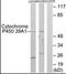 Cytochrome P450 Family 39 Subfamily A Member 1 antibody, orb95386, Biorbyt, Western Blot image 