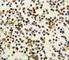 Nucleophosmin 1 antibody, F48247-0.4ML, NSJ Bioreagents, Immunohistochemistry frozen image 