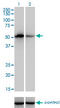 Coagulation Factor IX antibody, LS-C197179, Lifespan Biosciences, Western Blot image 