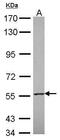 Tripartite Motif Containing 39 antibody, PA5-30771, Invitrogen Antibodies, Western Blot image 