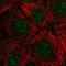 Ribonuclease H2 Subunit C antibody, HPA065375, Atlas Antibodies, Immunofluorescence image 