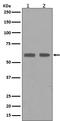Cyclin B1 antibody, M00745-3, Boster Biological Technology, Western Blot image 