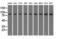 HID1 Domain Containing antibody, M08622, Boster Biological Technology, Western Blot image 