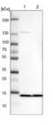 Splicing Factor 3b Subunit 6 antibody, NBP1-87431, Novus Biologicals, Western Blot image 