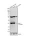 Basic Helix-Loop-Helix Family Member A15 antibody, GTX79479, GeneTex, Western Blot image 
