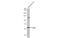 Dual Specificity Tyrosine Phosphorylation Regulated Kinase 3 antibody, GTX107889, GeneTex, Western Blot image 