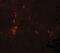 Autophagy Related 4B Cysteine Peptidase antibody, NBP2-41307, Novus Biologicals, Immunofluorescence image 
