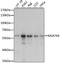 UDP-N-acetylglucosamine: alpha-1,3-D-mannoside beta-1,4-N-acetylglucosaminyltransferase IVa antibody, LS-C750369, Lifespan Biosciences, Western Blot image 