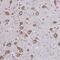 WD repeat-containing protein 35 antibody, NBP1-92581, Novus Biologicals, Immunohistochemistry frozen image 